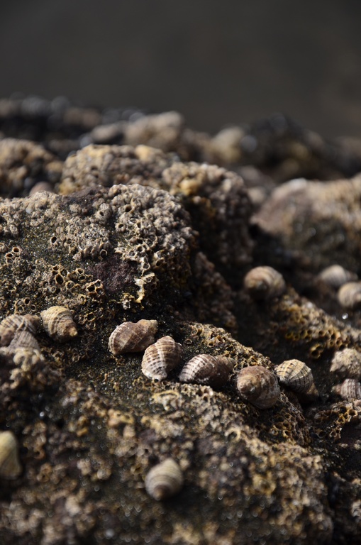 2017-03 New Zealand/Auckland Centenial Park/DSC_0052.JPG